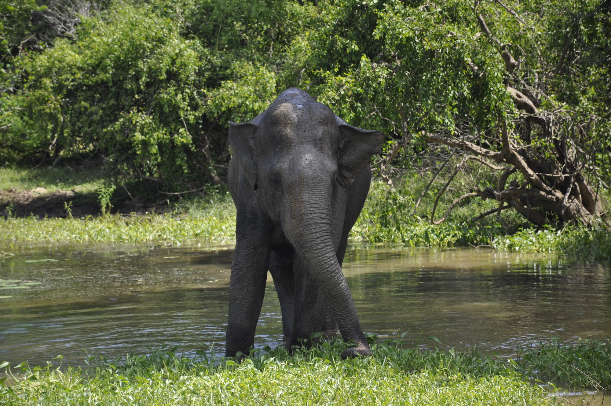 elephantyalapark