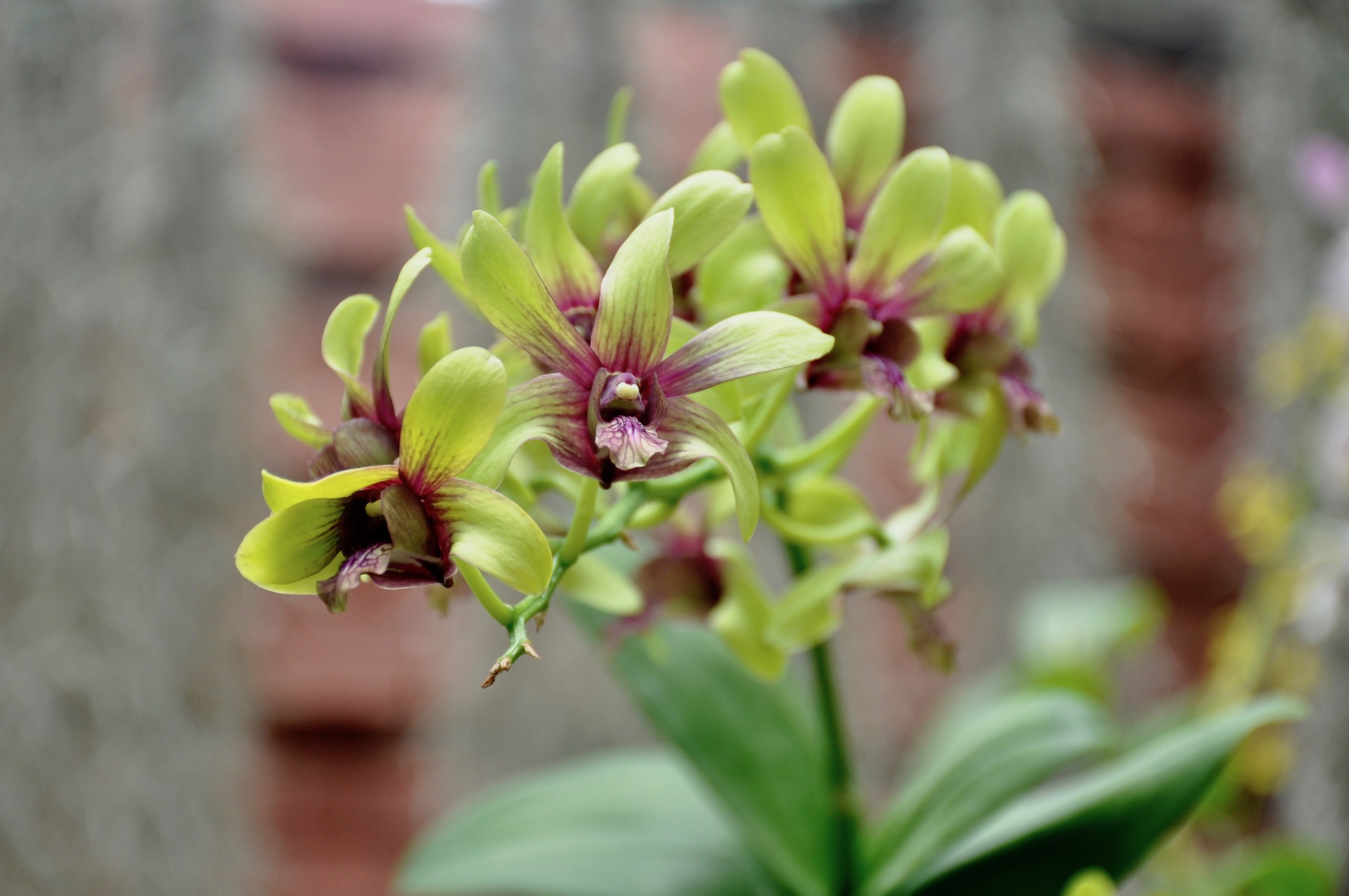 orchidsrilanka