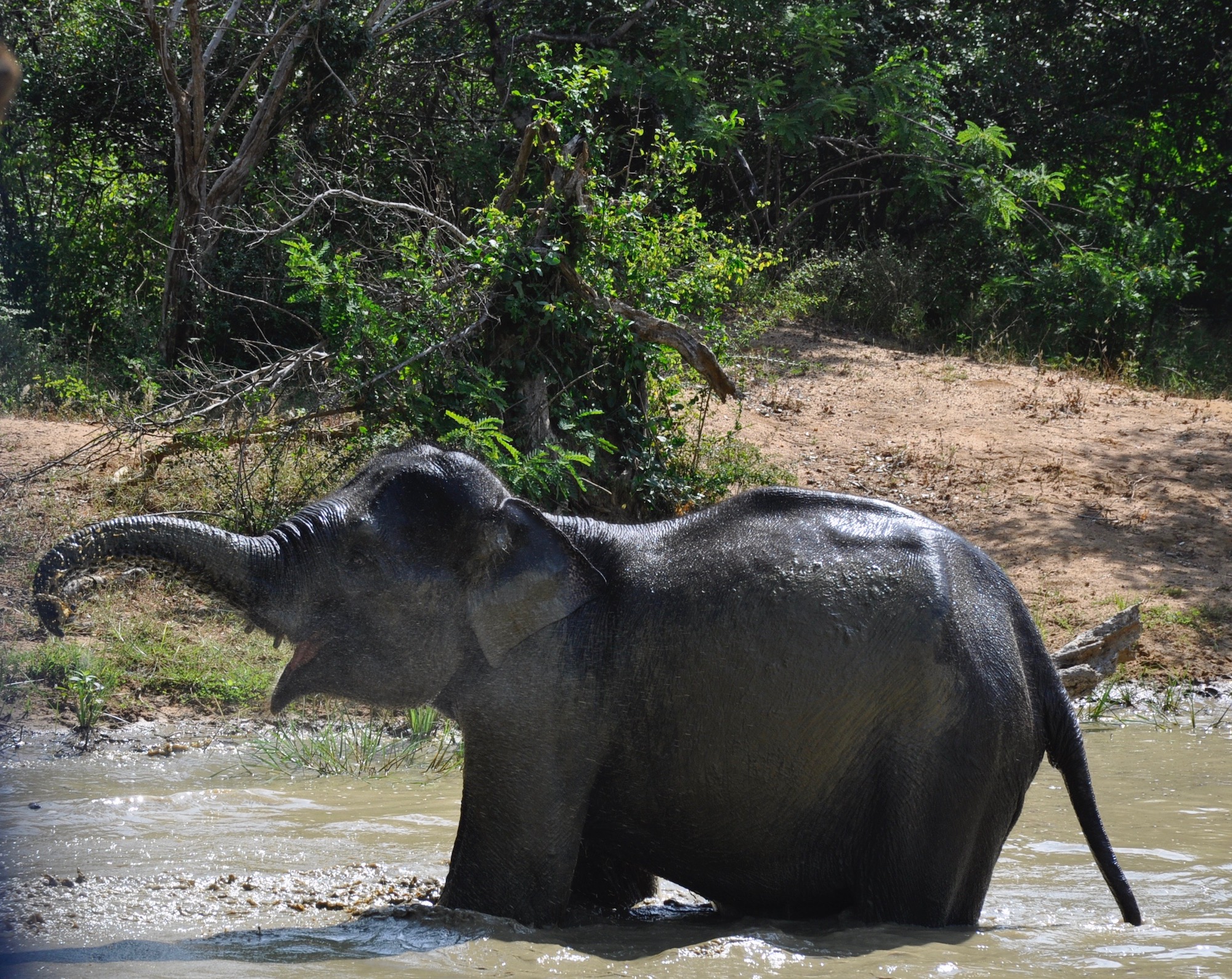 srilankaelephant