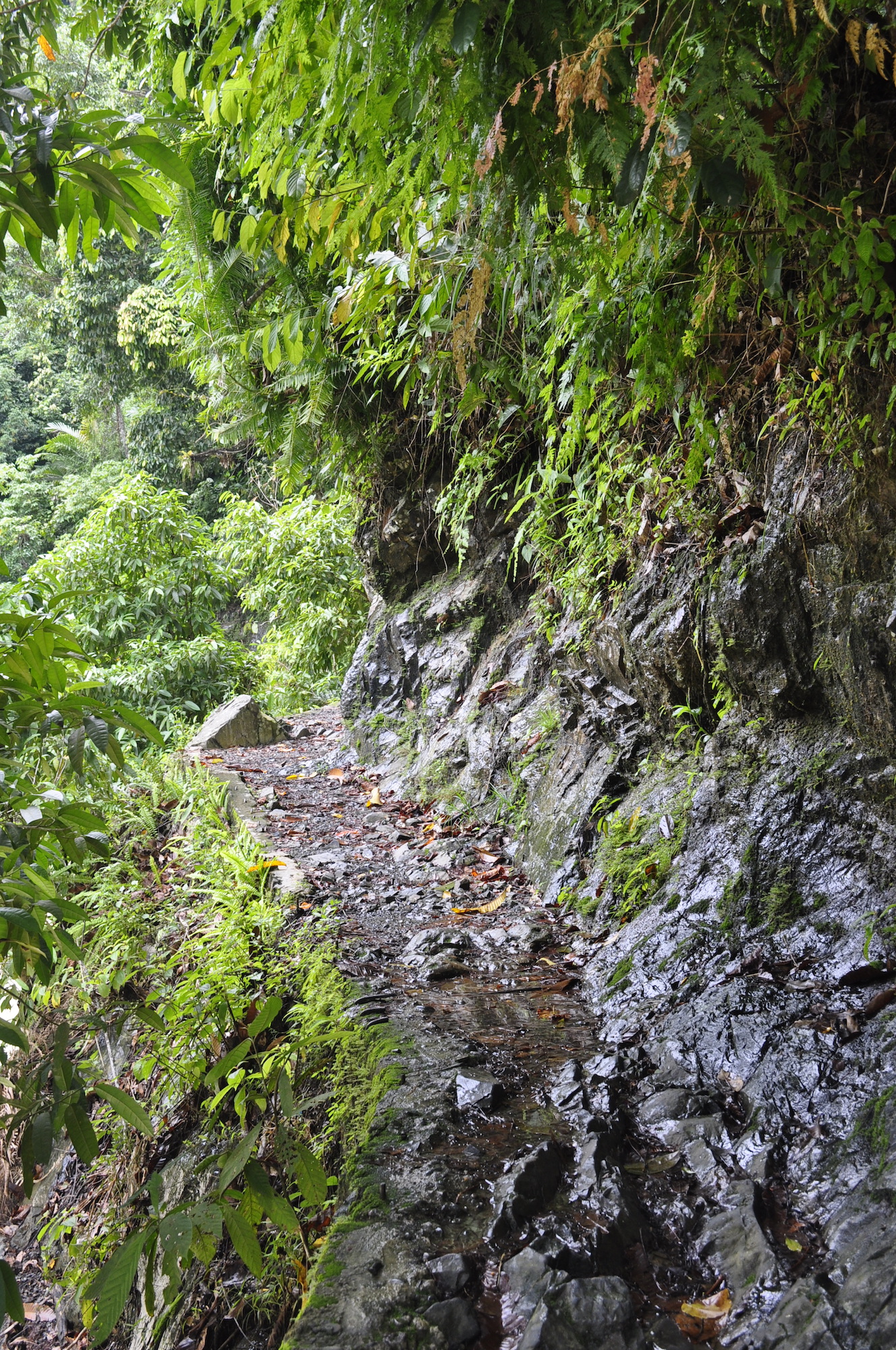 Trekking through Bukit Lawang Indonesia