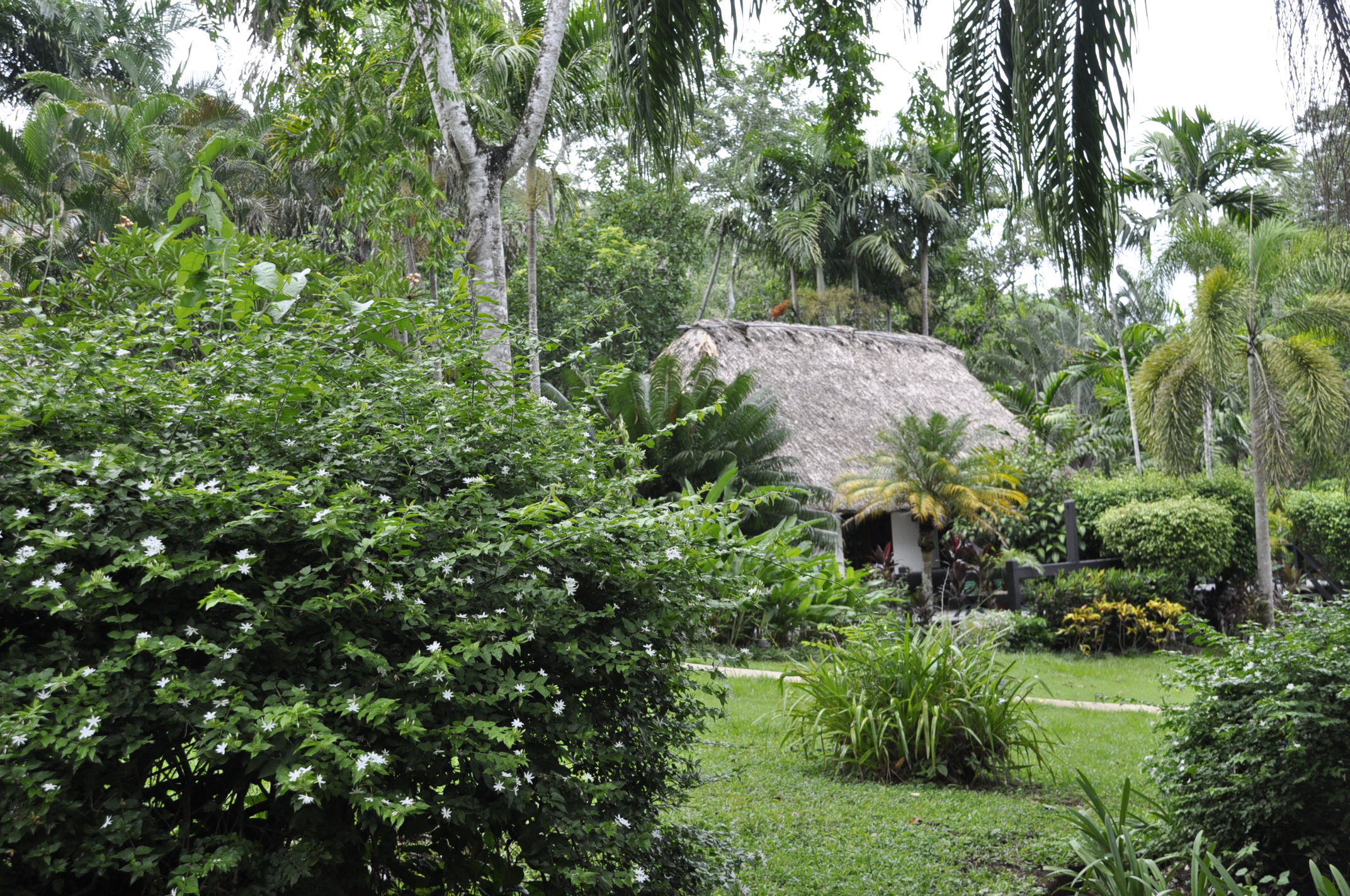 Jungle cabana at Belize Hotel