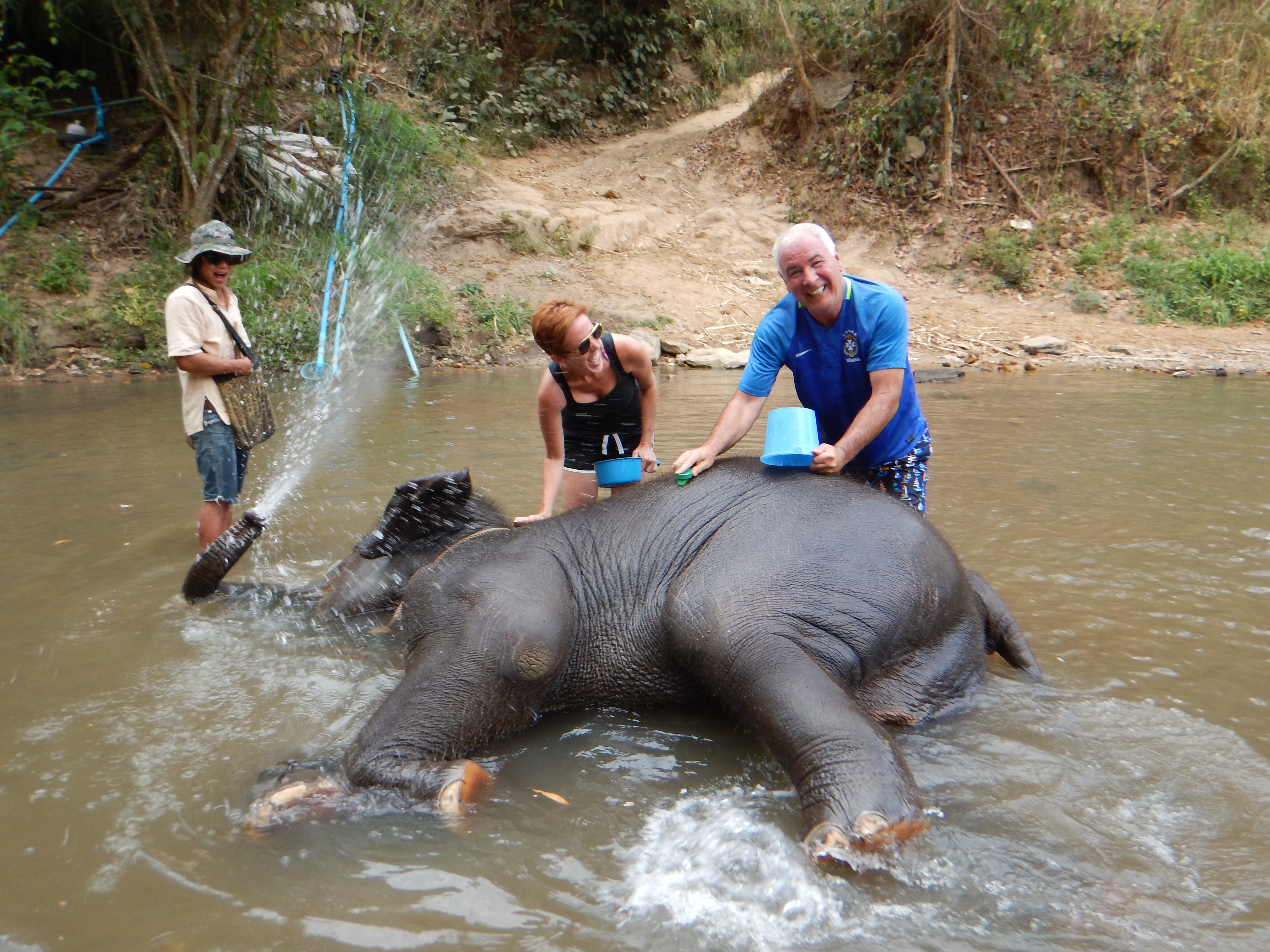 Thailand baby elephant taking bath