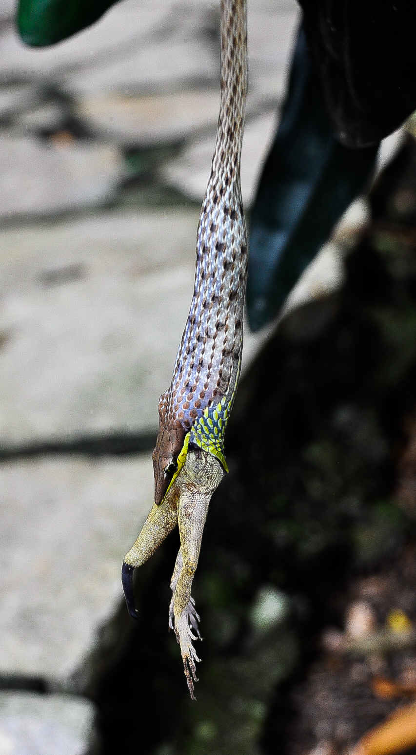 Snake Eating Frog Pico Bonito National Park La Ceiba Honduras