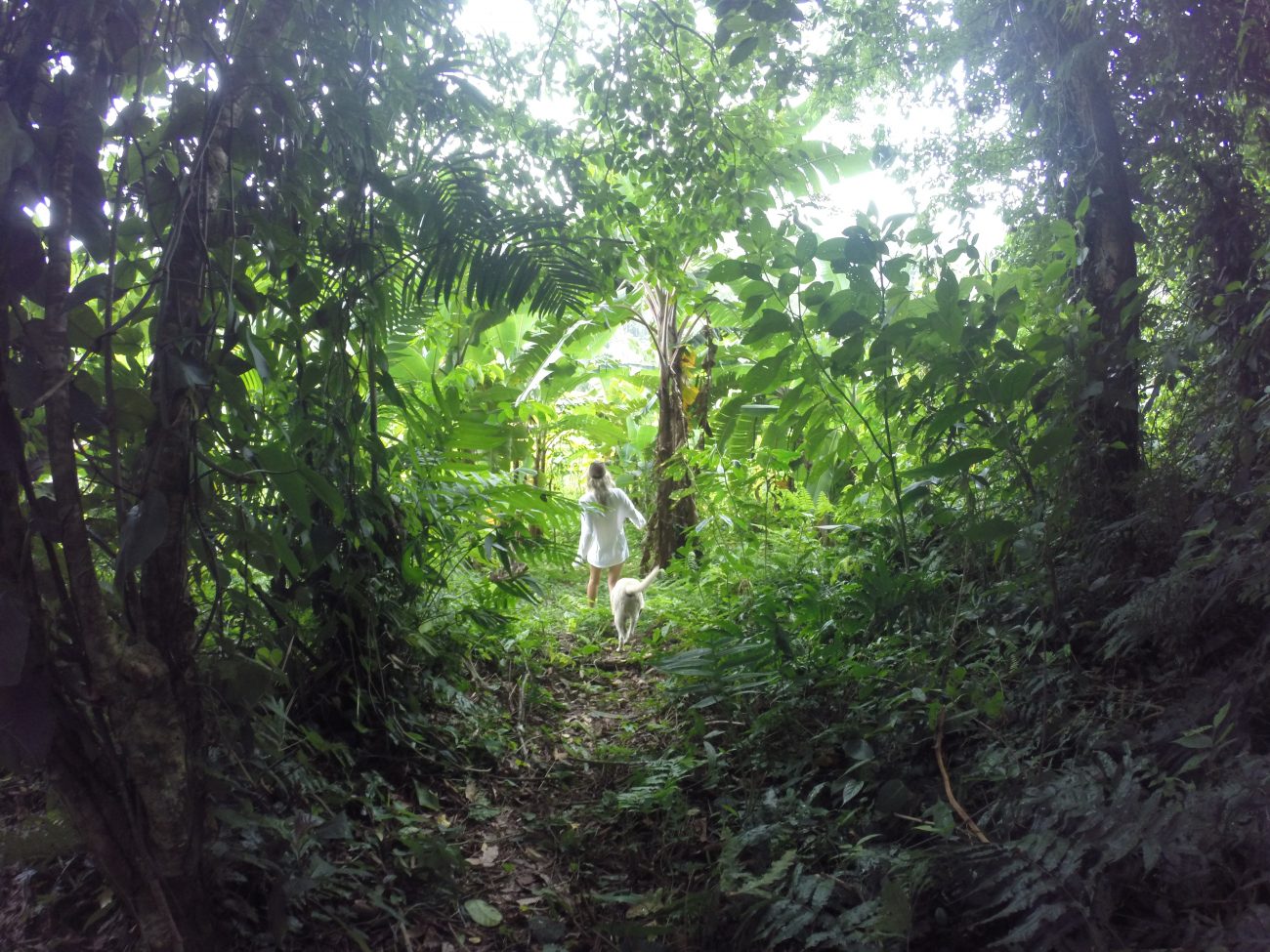 Jungle Hiking Pico Bonito National Park Trees La Ceiba Honduras With Dog