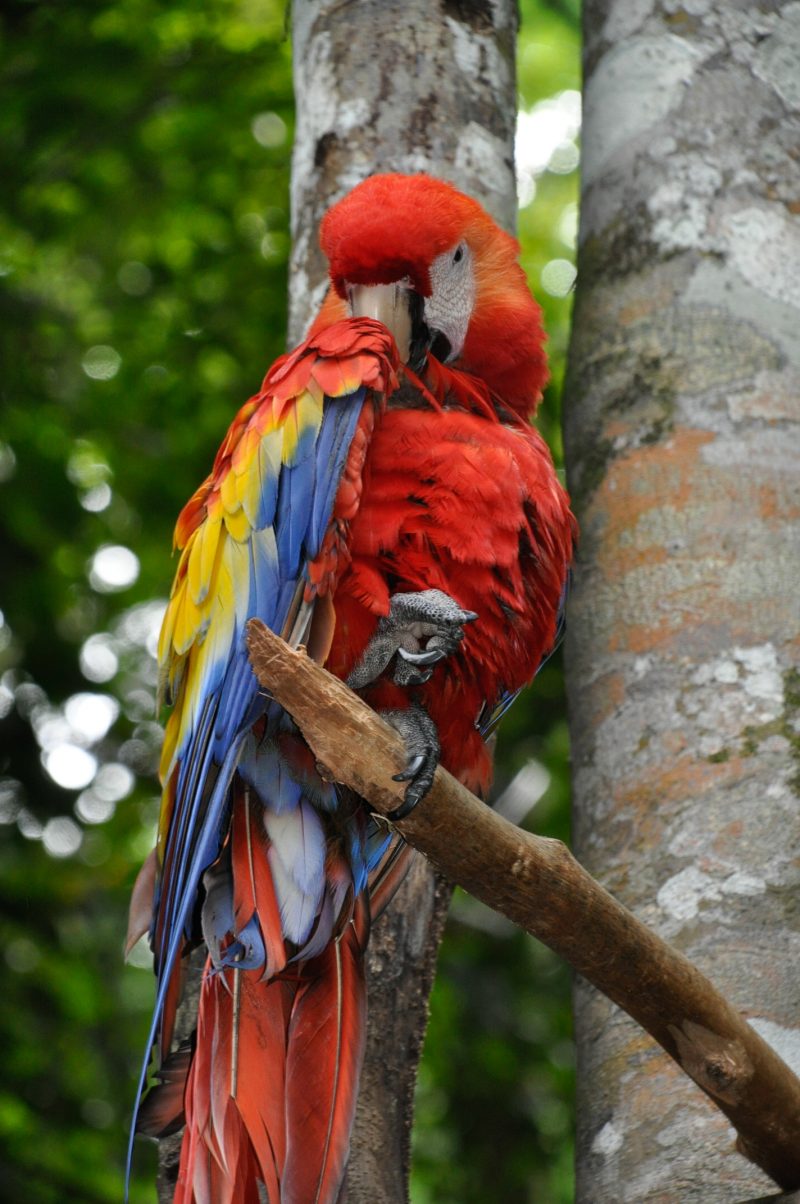 Jungle River Lodge Parrot La Ceiba Honduras